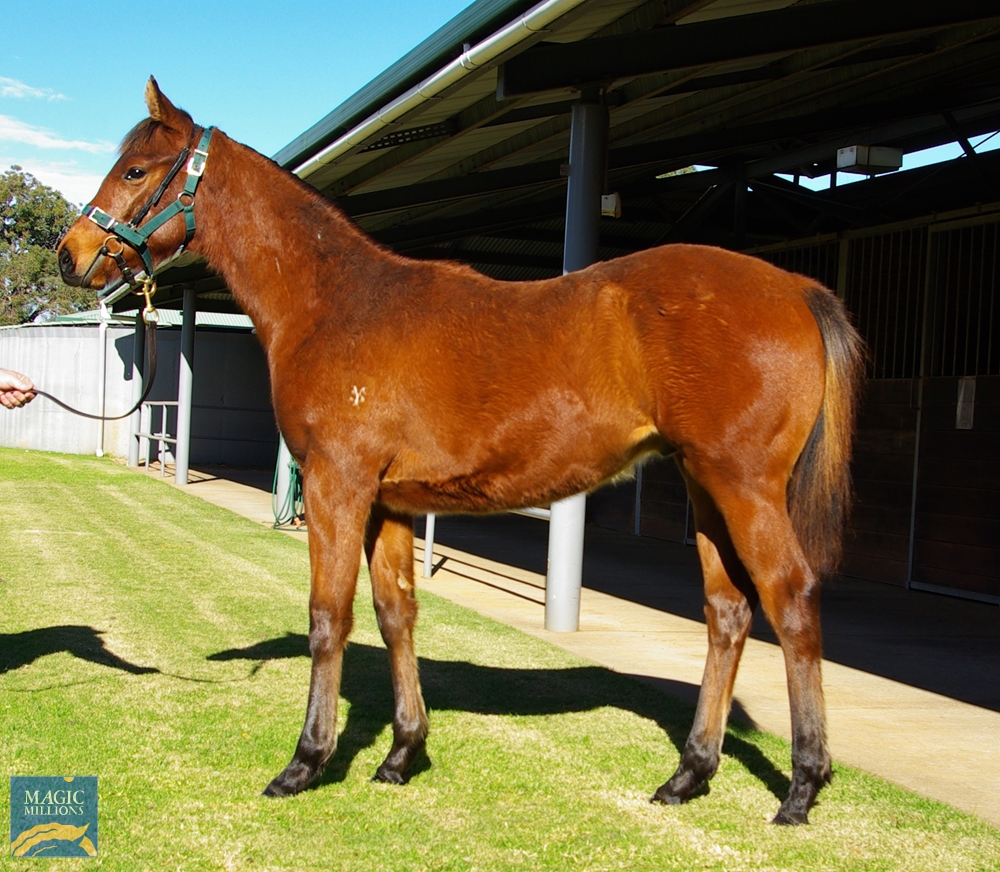 2023 Perth Winter Thoroughbred Sale Magic Millions Online Catalogue